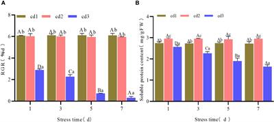 Transcriptome analysis discloses antioxidant detoxification mechanism of Gracilaria bailinae under different cadmium concentrations and stress durations